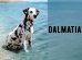 Dalmatian