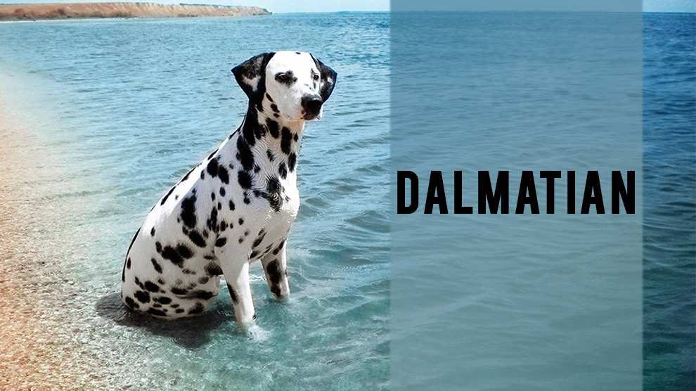 Dalmatian