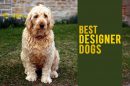 Designer Dogs