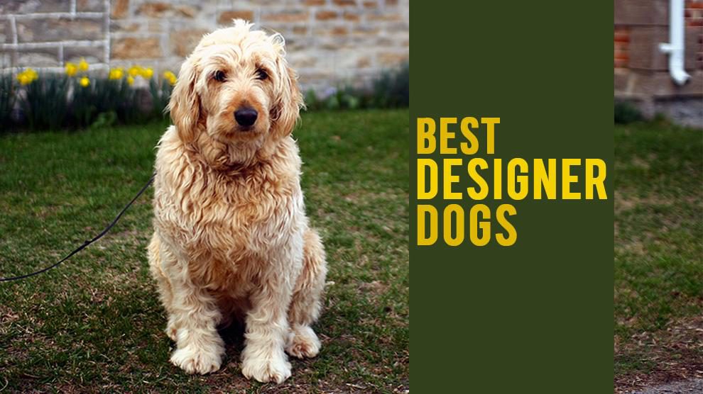 Designer - 11 Best Crossbred Dogs -