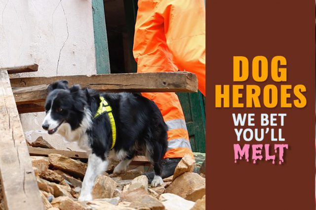 Dog Heroes
