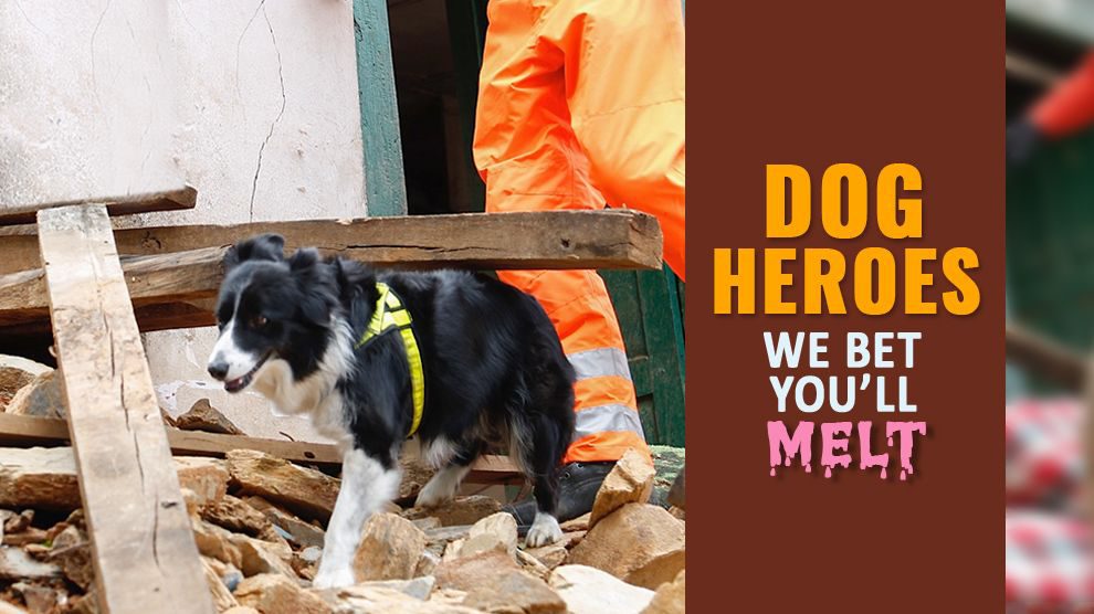 Dog Heroes - Unforgettable And Soul-Touching Heroic Dog Stories - Petmoo