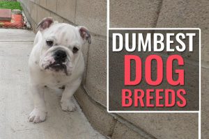 Dumbest Dog Breeds