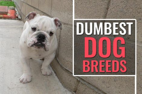 Dumbest Dog Breeds