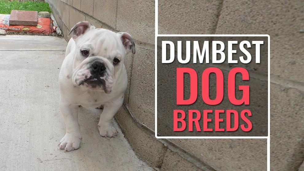 Dumbest Dog Breeds