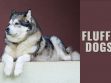 Fluffy Dogs