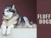 Fluffy Dogs