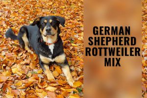 German Shepherd Rottweiler Mix