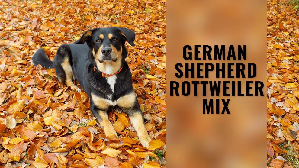 German Shepherd Rottweiler Mix