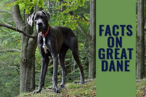 Great Dane