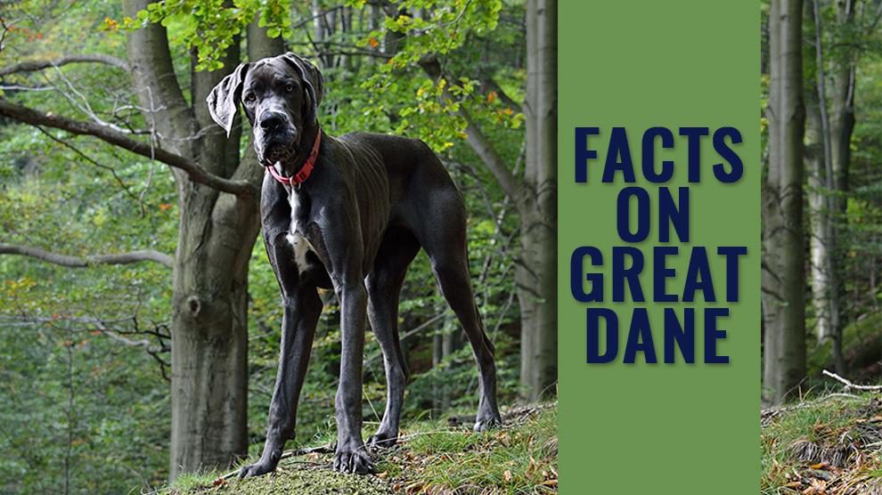 Great Dane