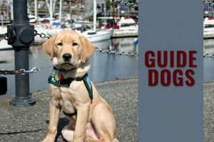 Guide Dogs