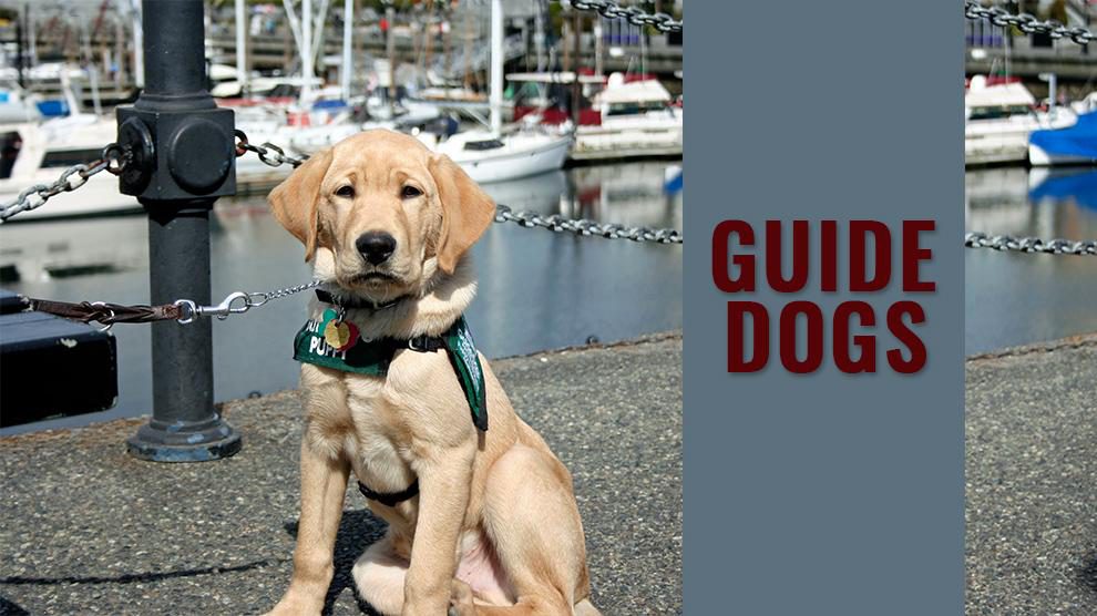 Guide Dogs