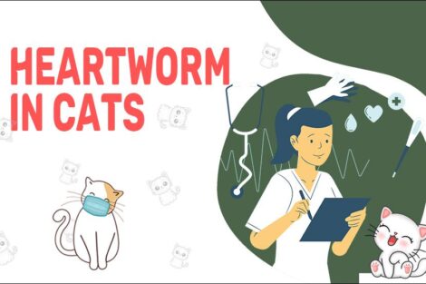 Heartworm Disease In Cats