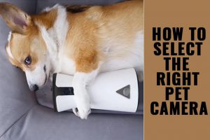 How To Select The Right Pet Camera?