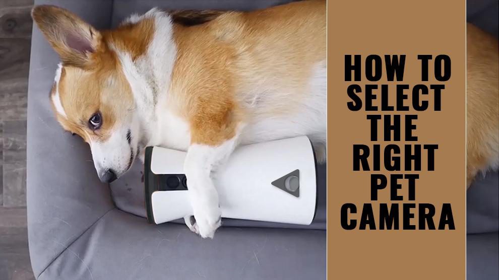 How To Select The Right Pet Camera?