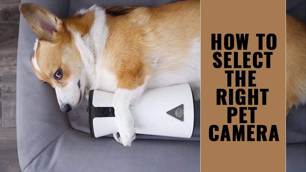 How To Select The Right Pet Camera? Useful Tips Petmoo