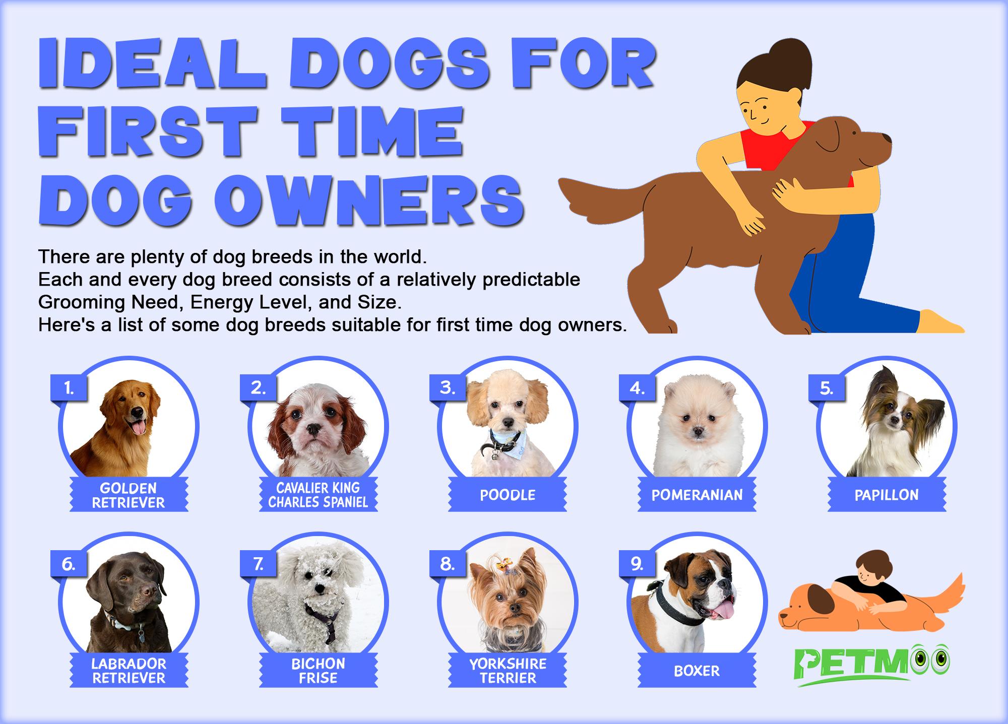 Ideal Dogs For First Time Dog Owners Infographics