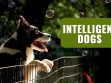 Intelligent Dogs