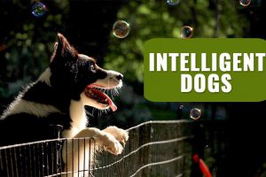 Intelligent Dogs