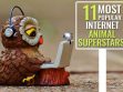 Internet Animal Superstars