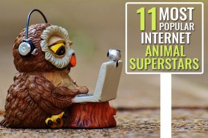 Internet Animal Superstars