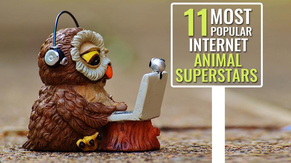Famous Animals - Meet These Cute Internet Animal Superstars - Petmoo Famous Animals - Meet These Cute Internet Animal Superstars - Petmoo