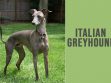 Italian Greyhound