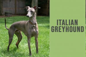 Italian Greyhound