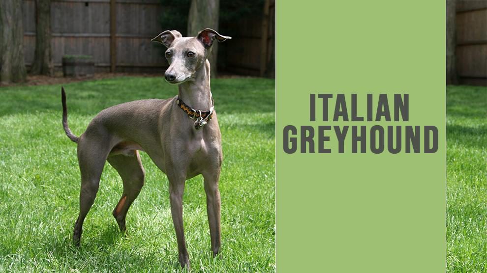 are italian greyhounds good pets