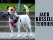 Jack Russell Terrier