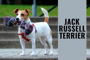 Jack Russell Terrier