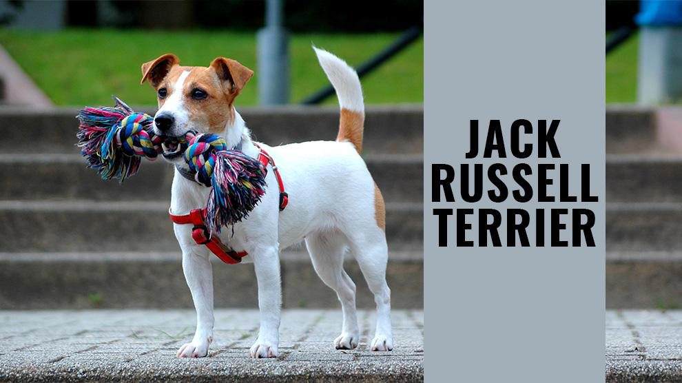 Jack Russell Terrier