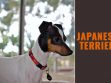 Japanese Terrier