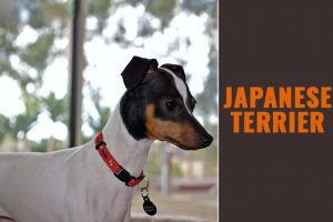Japanese Terrier