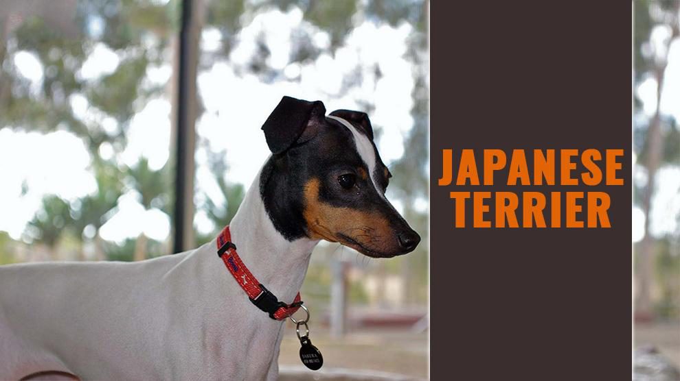 Japanese Terrier