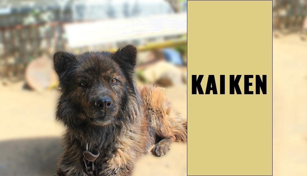 kai ken puppies for sale