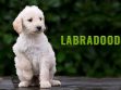 Labradoodle