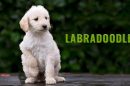 Labradoodle