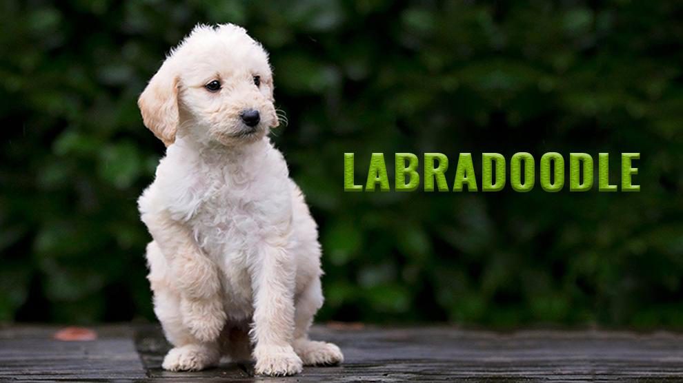 Labradoodle