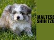Maltese Shih Tzu