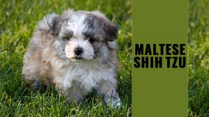 Maltese Shih Tzu