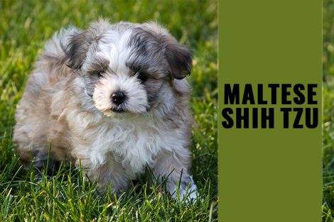 Maltese Shih Tzu