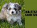 Maltese Shih Tzu