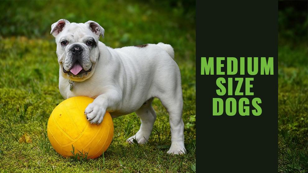Medium Size Dogs