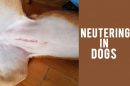 Neutering In Dogs