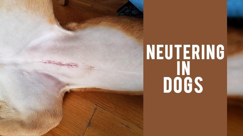 Neutering In Dogs