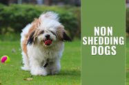 Non Shedding Dogs