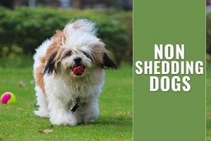 Non Shedding Dogs