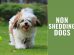Non Shedding Dogs